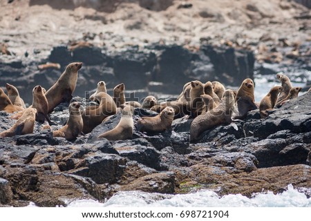 Australian Fur Seals on the rocks at Seal Rocks, Phillip Island, Australia