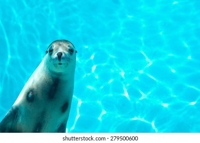 Australian Fur Seals Underwater. Brown Fur Seal. Arctocephalus Pusillus