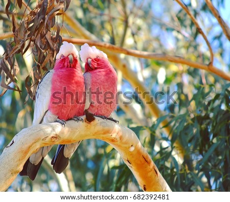 Australian galah parrots- couple for life