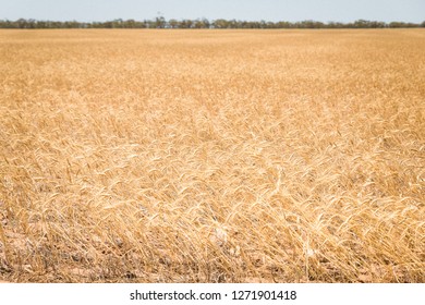 Australian Gold Whole Grain Wheat Barley Crop In Rural Outback Farm Fields. Abstract Agricultural Landscape