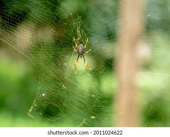 Australian Golden Orb Spider In Her Web.