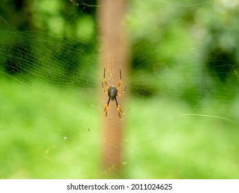 Australian Golden Orb Spider In Her Web.