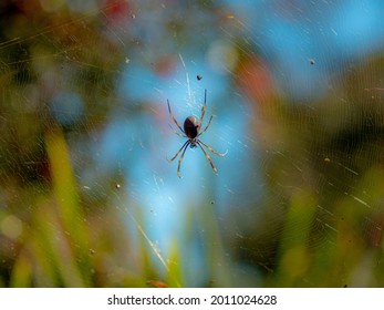 Australian Golden Orb Spider In Her Web.