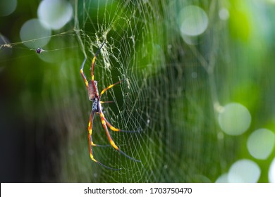 Australian Golden Silk Orb-weavers Spiders Are Known For The Impressive Webs They Weave. 