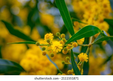 Australian Golden Wattle, Acacia Pycnantha, Flower 4