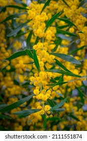 Australian Golden Wattle, Acacia Pycnantha, Flower 3