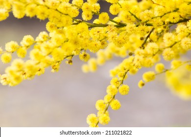 Australian Golden Wattle Flower