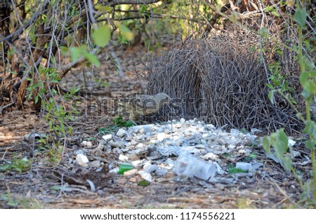Australian Great Bowerbird, Chlamydera nuchalis, decorating a bower in the Boodjamulla National Park, north west Queensland. Makes an avenue style bower. Common to savannah country of the top end.