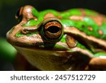 Australian Green and Golden Bell Frog