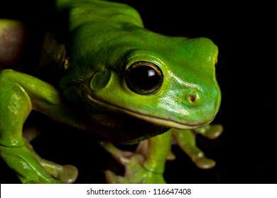 An Australian green tree frog carefully watches some nearby crickets before pouncing on them.
