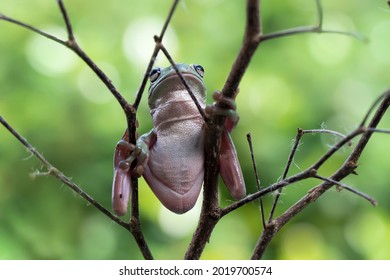 The Australian green tree frog, also known as simply green tree frog in Australia, White's tree frog, or dumpy tree frog, with natural and colorful background. Cute lovely for wallpaper and design.