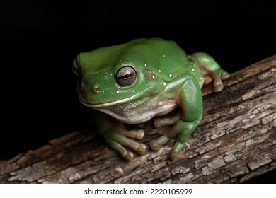 Australian Green Tree Frog on log - Powered by Shutterstock