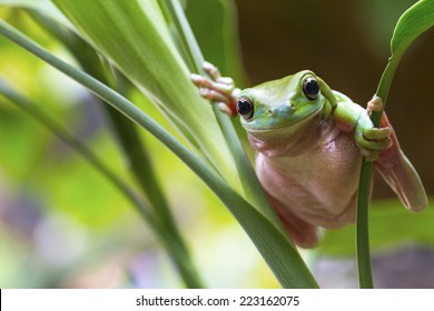 Australian Green Tree Frog on a leaf.  - Powered by Shutterstock