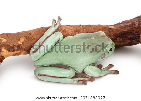The Australian green tree frog on a branch isolated on white background with clipping path and full depth of field