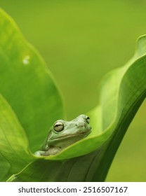 The Australian green tree frog (Ranoidea caerulea atau Litoria caerulea), also known as simply green tree frog in Australia, White's tree frog, or dumpy tree frog