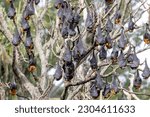 Australian Grey-headed Flying Fox roosting in tree