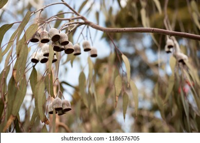 Australian Gum Nuts From A Gum Tree
