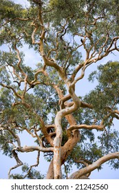 Australian Gum Tree