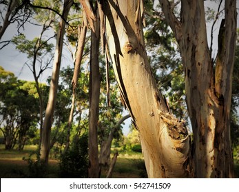 Australian Gum Tree In The Afternoon Light 