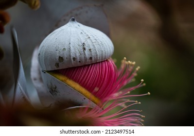 Australian Gum Tree Flower Blooming