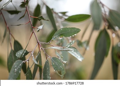 Australian Gum Tree Leaves And Gumnuts Close Up Covered In Water Droplets After Winter Rain