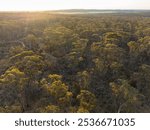 Australian gum tree tops lit by the glow of the setting sun.