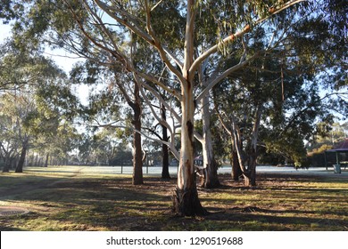 Australian Gum Trees On A Frosty Morning. Melbourne, June 2018