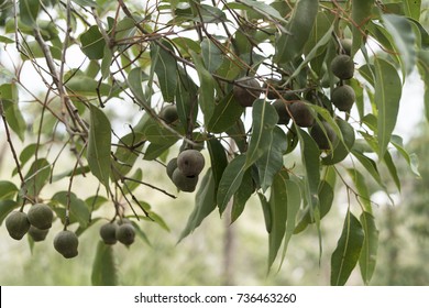 Australian Gumtree With Honky Nuts