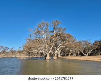 Australian Gumtrees at Lakeshore Victoria - Powered by Shutterstock