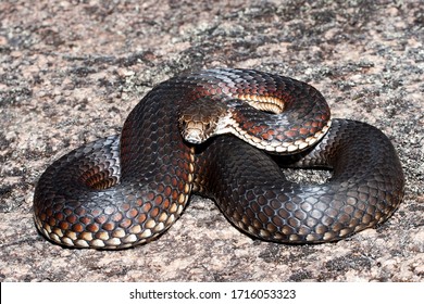 51 Highlands copperhead Images, Stock Photos & Vectors | Shutterstock