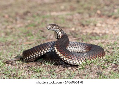 51 Highlands copperhead Images, Stock Photos & Vectors | Shutterstock