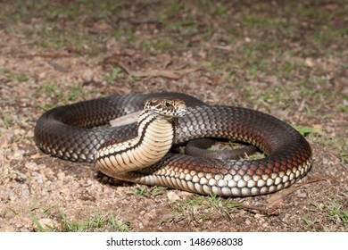 51 Highlands copperhead Images, Stock Photos & Vectors | Shutterstock