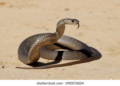 Australian Highly Venomous Eastern Brown Snake In Striking Position