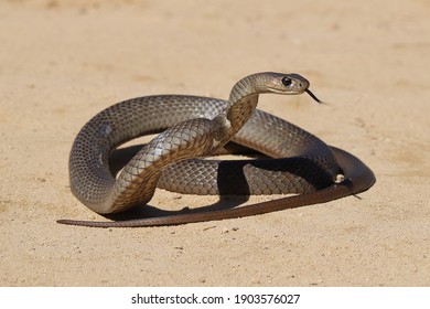 Australian Highly Venomous Eastern Brown Snake In Striking Position