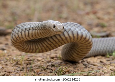 2,089 Snake position Images, Stock Photos & Vectors | Shutterstock