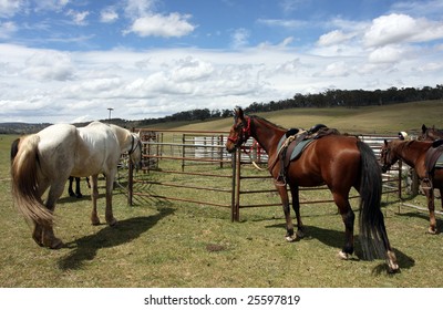 Australian Horse In The Bush While On A Horse Trek