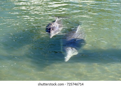 Australian Humpback Dolphins, A River And Estuarine Dolphin At Tin Can Bay, Queensland, Australia