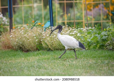 Australian Ibis Bird At A Community Garden In Adelaide, South Australia