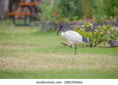 Australian Ibis Bird At A Community Garden In Adelaide, South Australia