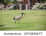 Australian ibis bird with a long beak and long legs found in a grass field