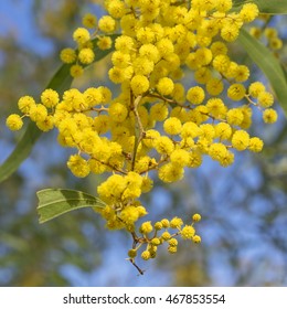 Australian Icon Golden Wattle Flowers Blooming In Spring Close Up