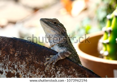 Australian Jacky Jacky Lizard