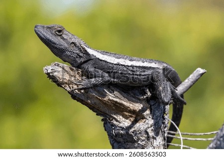 Australian Jacky Lizard Basking on tree branch