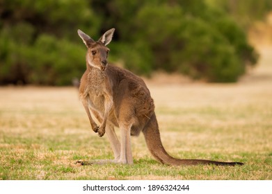 Australian Kangaroo Heirisson Island Perth 