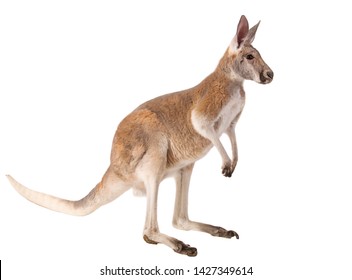 Australian Kangaroo Isolated Studio Shot