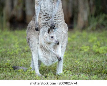 351 Kangaroo Hugging Stock Photos, Images & Photography | Shutterstock