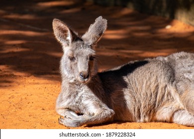 440 Pointy mouth Images, Stock Photos & Vectors | Shutterstock