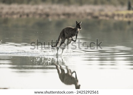 Australian Kangaroo  (Macropus fuliginosus) hoping through the water at speed, creating reflections and water spray in a perfectly calm lake early morning 