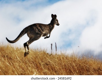 Australian Kangaroo, Roaming Free In The Outback Bush