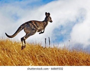 Australian Kangaroo, Roaming Free In The Outback Bush